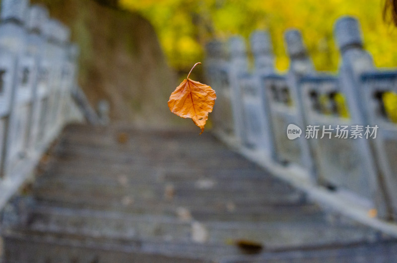 河南省洛阳白云山九龙潭秋天树叶风景