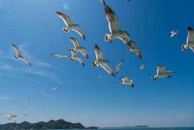 海上跟随船只的海鸥群