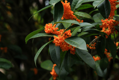 丹桂花枝背景实拍素材