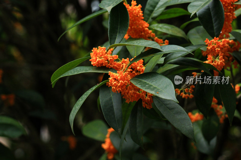 丹桂花枝背景实拍素材