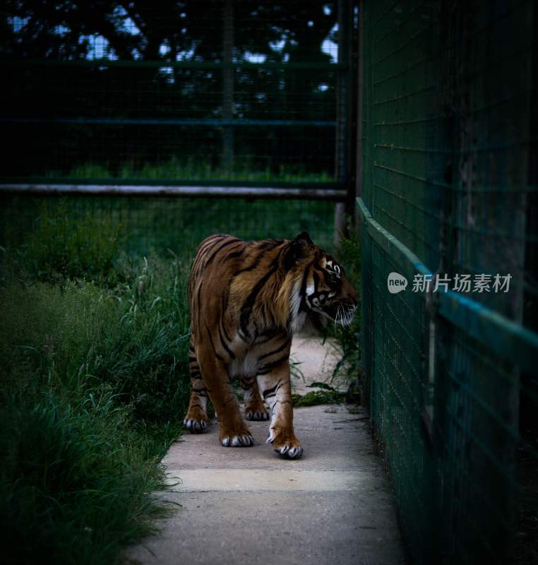 野生动物老虎食肉动物狩猎者