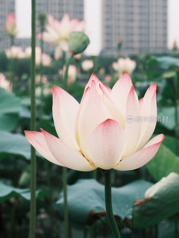 荷花 出水芙蓉