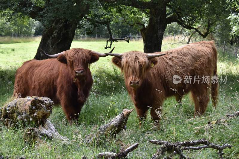 野生动物园野牛奶牛