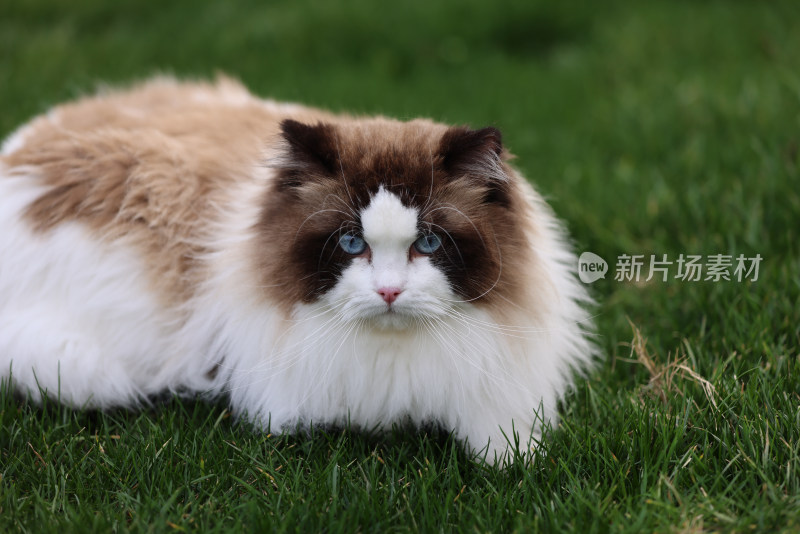 一只在绿色草坪上的布偶猫