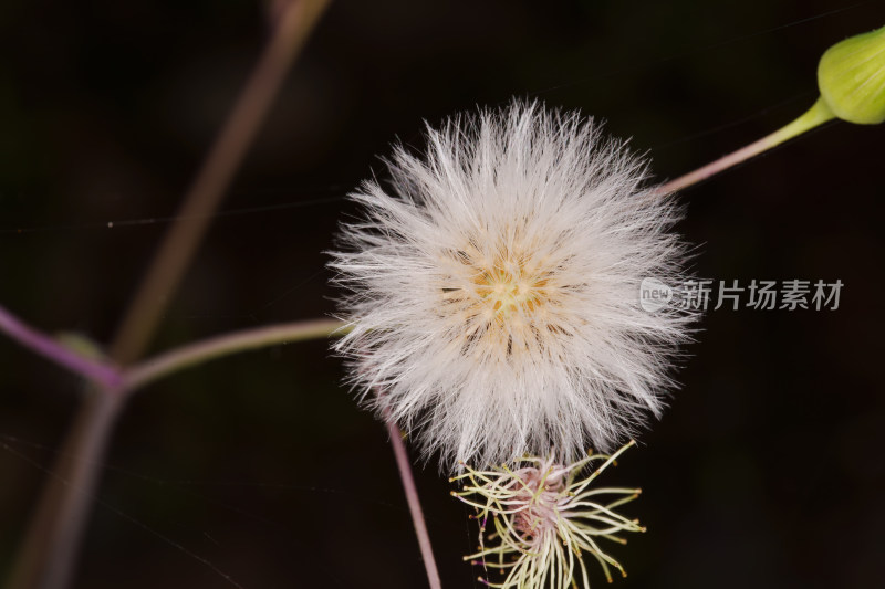 蒲公英绒球特写