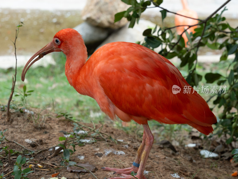 湖州龙之梦动物世界红鹮