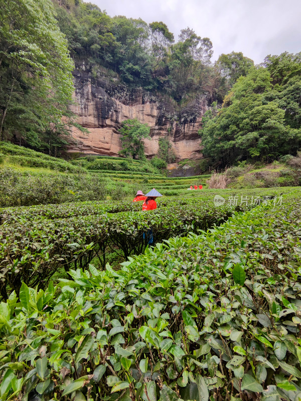 山林间茶园中劳作的人