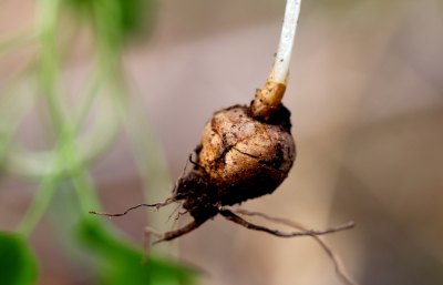 野生中药材元胡的花朵和果实