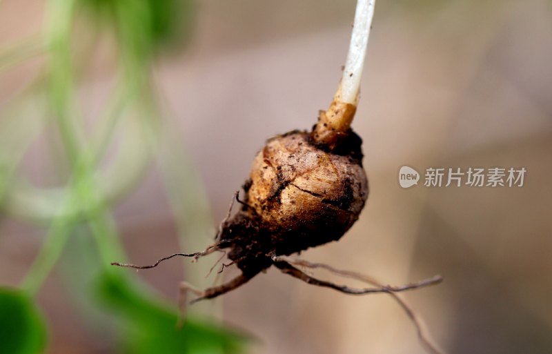 野生中药材元胡的花朵和果实