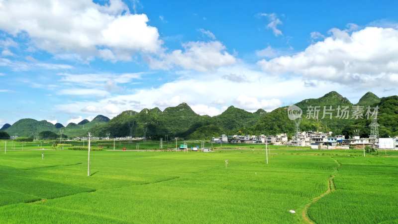 夏季乡村田园水稻稻田风光