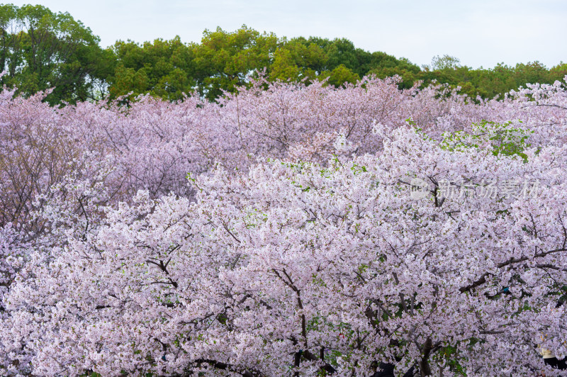 武汉东湖磨山樱花园樱花盛开