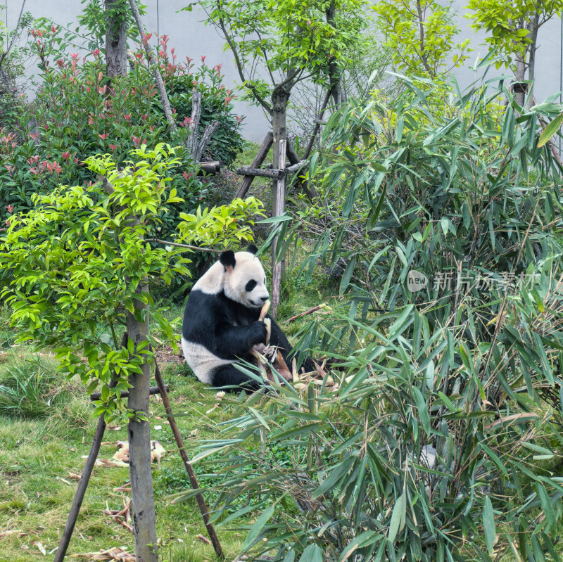 成都大熊猫繁育研究基地的大熊猫