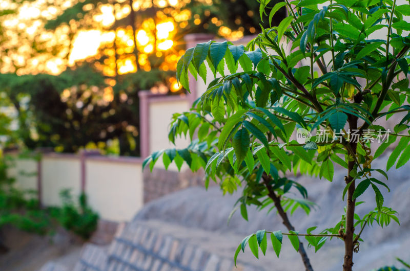 夕阳下的翠绿植物枝叶