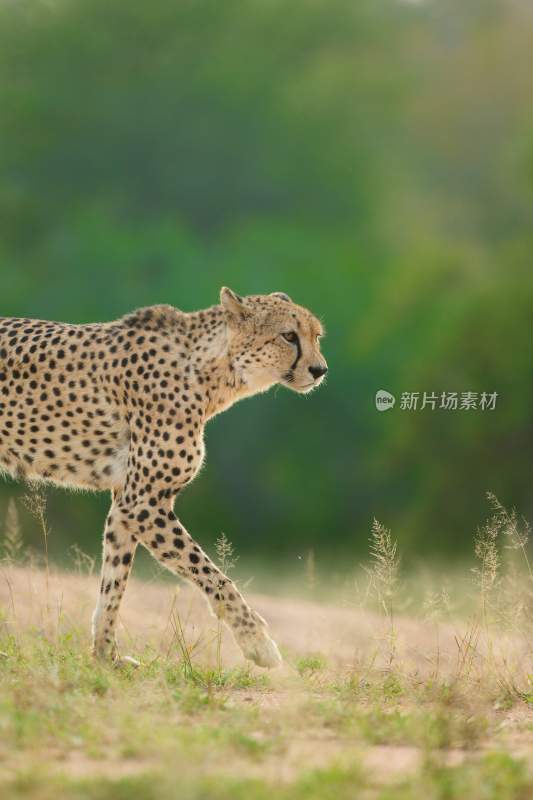 野生动物豹子猎豹猎食动物