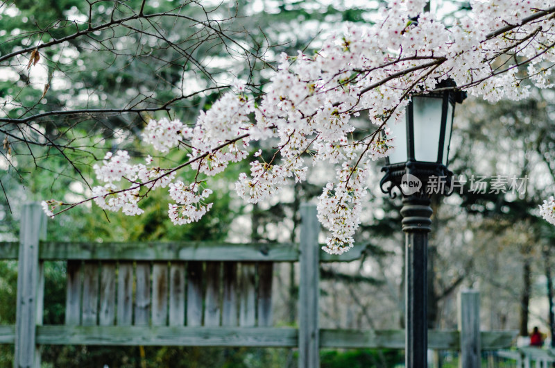 青岛中山公园的春天樱花盛开