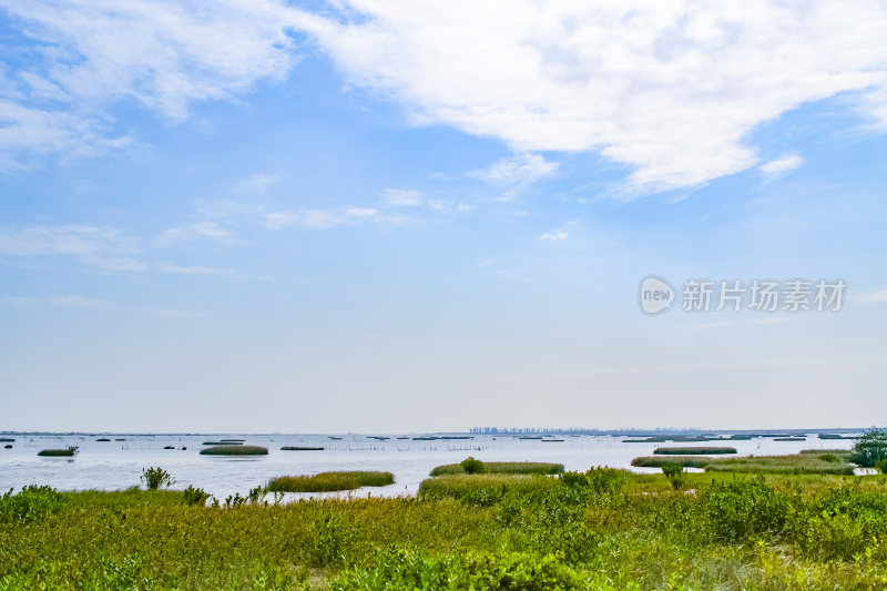 湿地 芦苇 水草