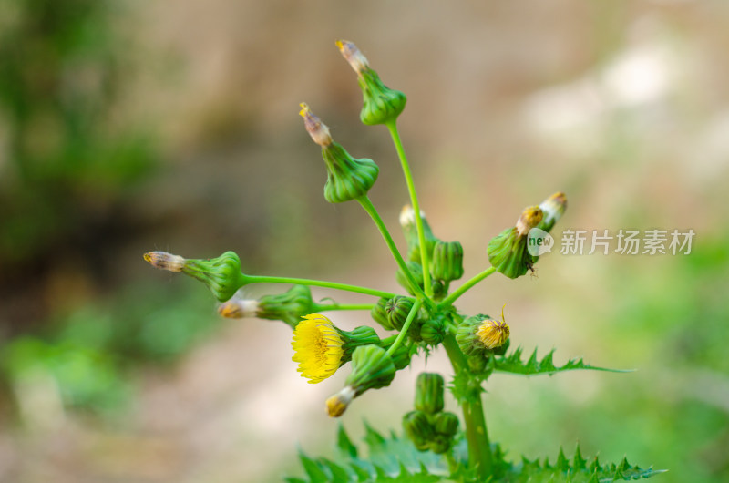 微距特写黄色小花植物