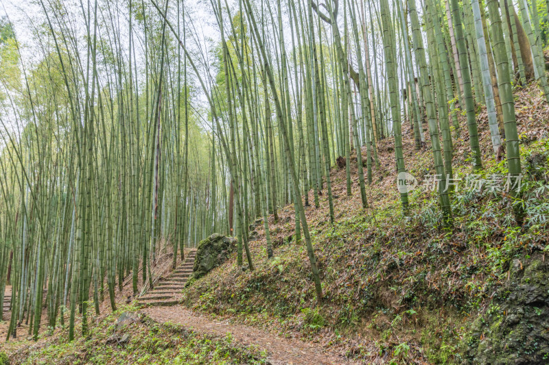 贵州高原竹林风景风光素材