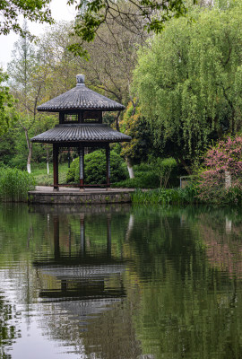 杭州西湖茅家埠黛色参天自然风景景观