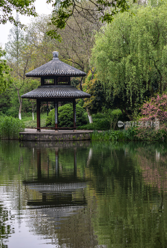 杭州西湖茅家埠黛色参天自然风景景观