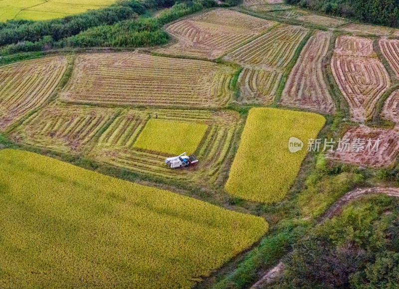江西金溪：水稻晚稻丰收收割忙