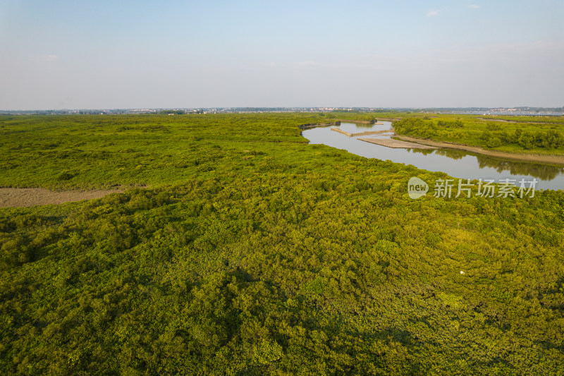 湛江高桥红树林保护区