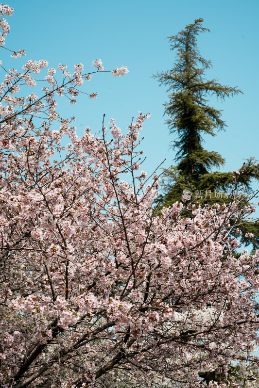 北京玉渊潭公园樱花节樱花