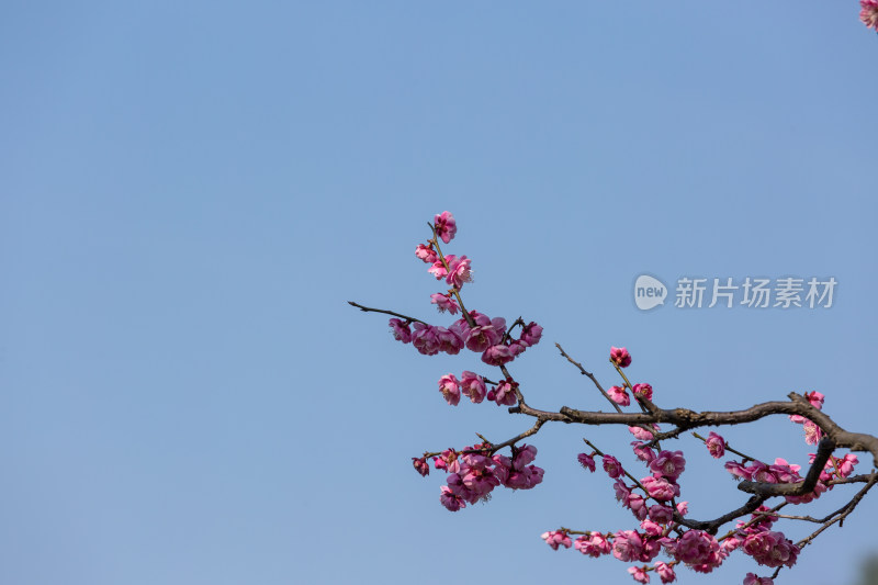 杭州花港观鱼枝头绽放的梅花特写