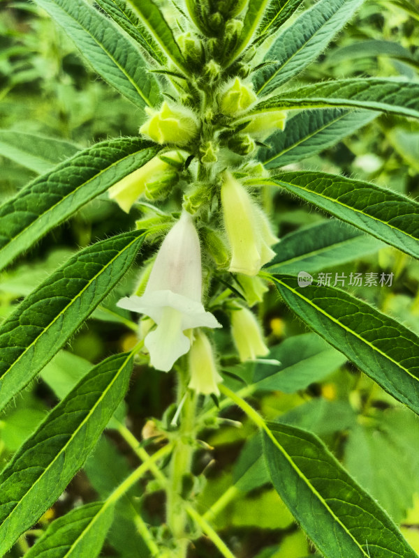 夏天成熟的芝麻籽苗杆植物特写自然