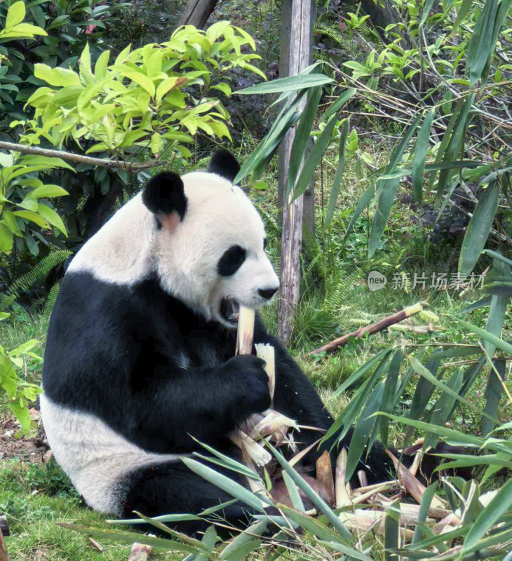 成都大熊猫繁育研究基地的大熊猫