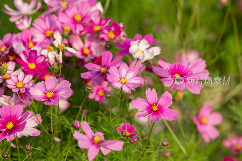 夕阳下的格桑花或波斯菊