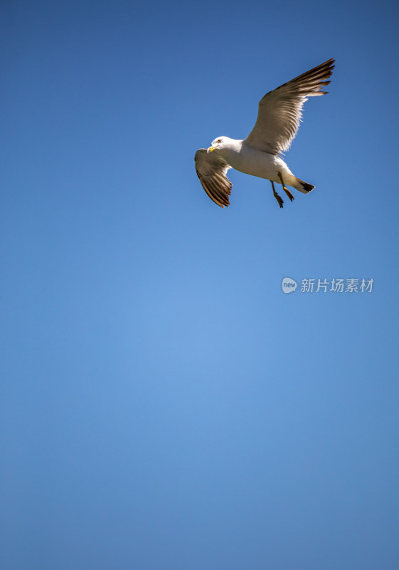 山东威海海天之间飞翔的海鸥