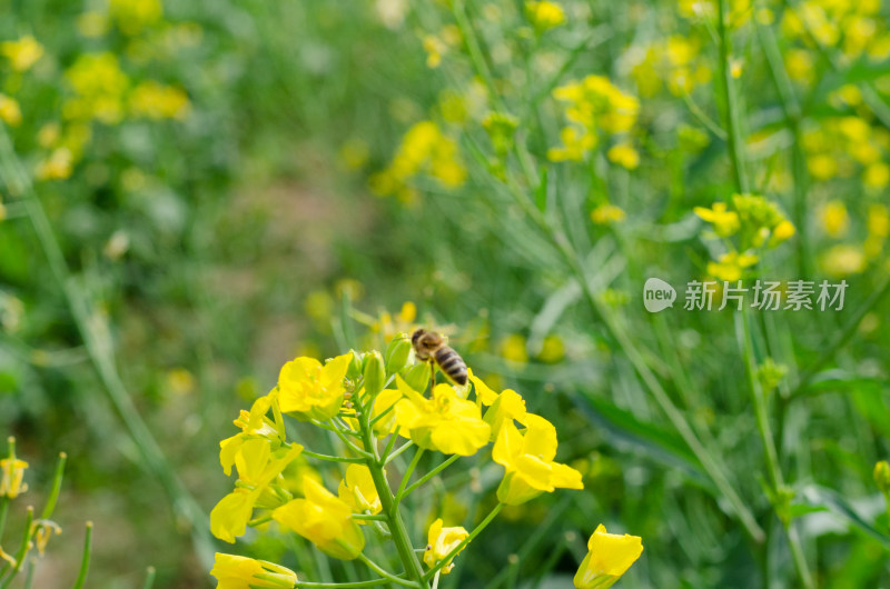 在油菜田中采蜜的蜜蜂