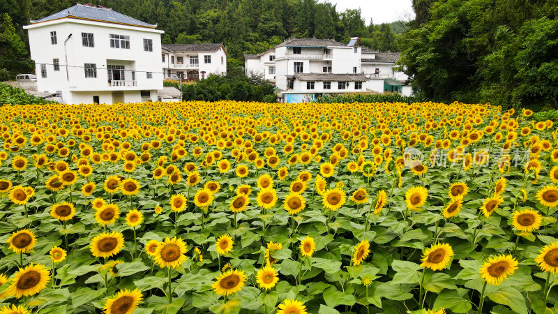 美丽田野田园太阳花葵花花朵向日葵航拍