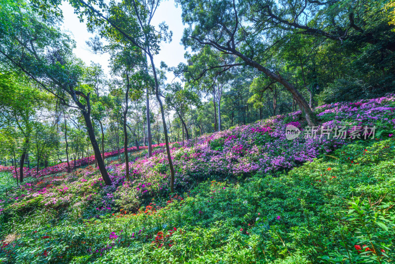 广州麓湖公园鸿鹄山森林山坡鲜花绽放
