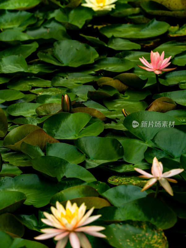 池塘睡莲莲花盛开