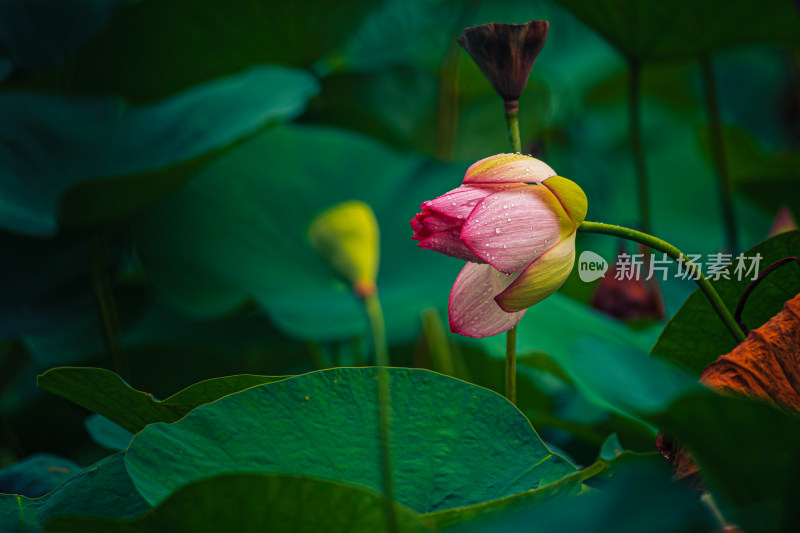 雨露滋润的荷花