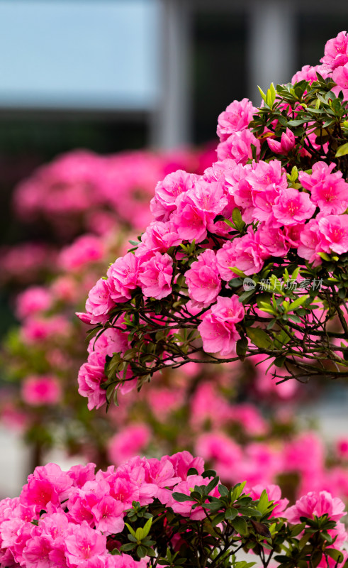 上海植物园杜鹃花盆景花开