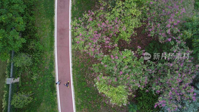 广东东莞：绿道旁花开满树