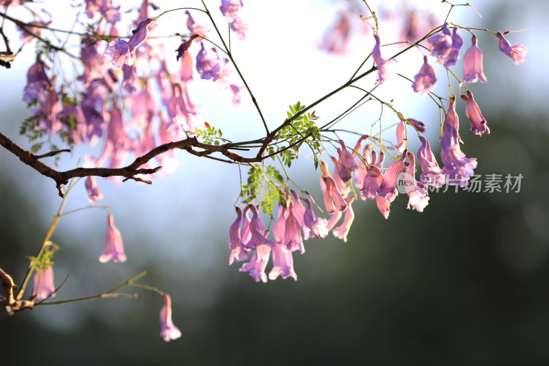 蓝花楹盛开