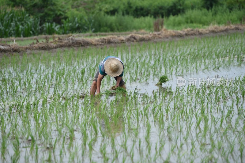 水稻栽种
