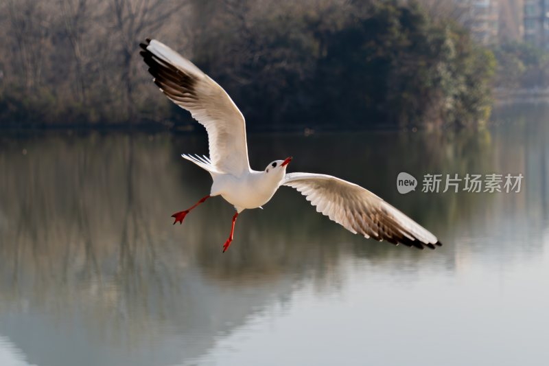 飞翔的海鸥