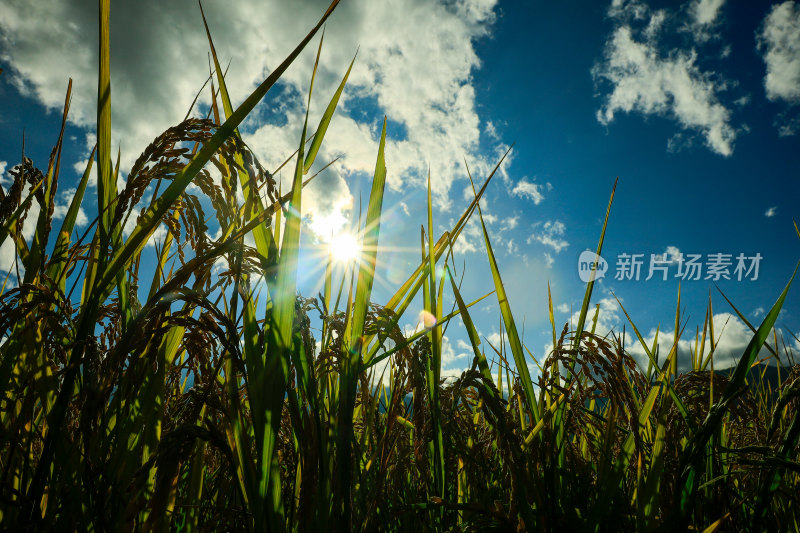 阳光下的稻田稻穗特写