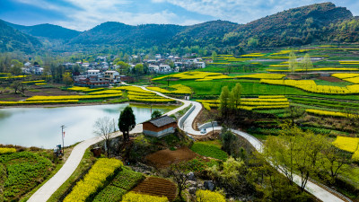 汉中油菜花海