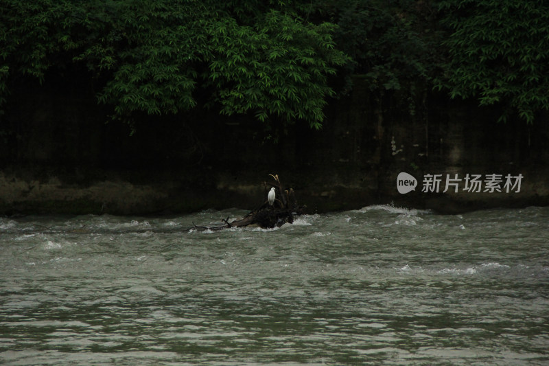 成都江安河湿地的白鹭
