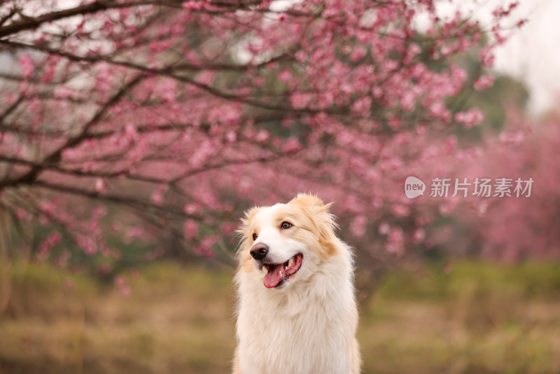 坐在梅花树下的边境牧羊犬