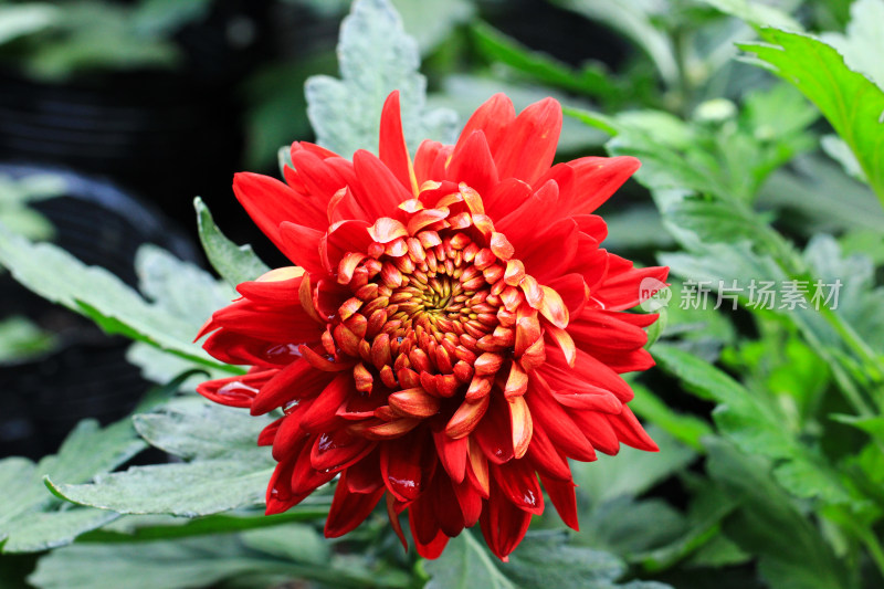 菊花鲜花实拍素材