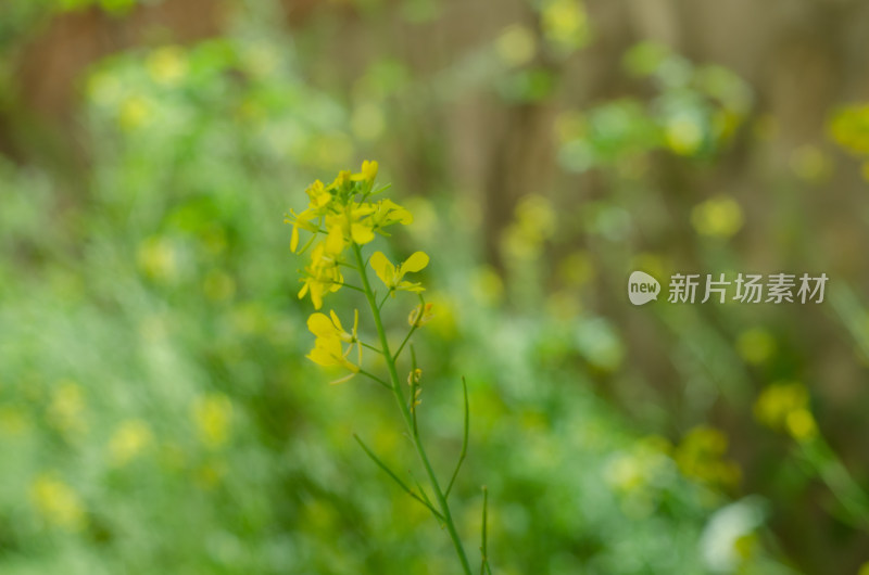 特写黄色油菜花