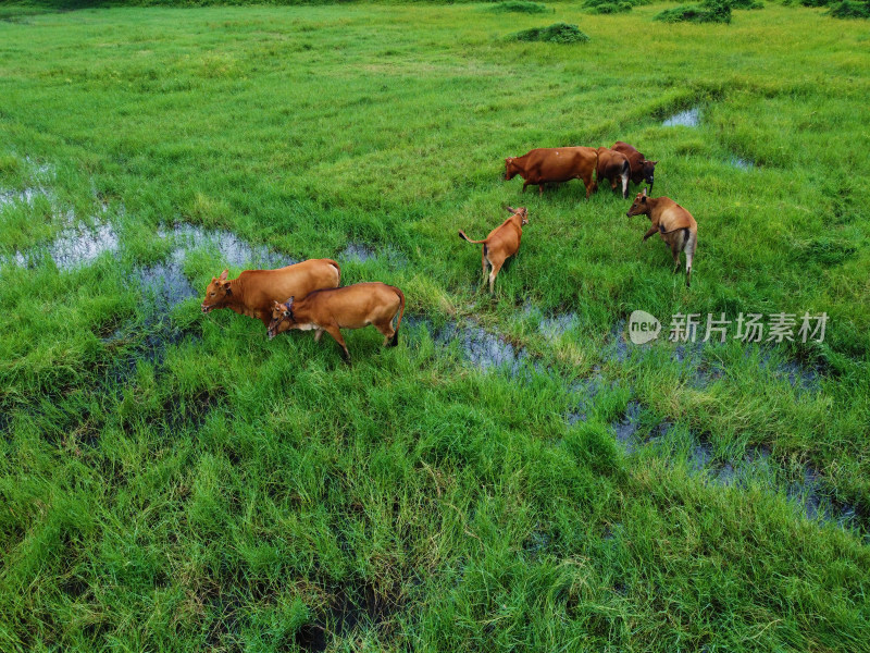 牧场草地上散养黄牛牛群的俯拍景象