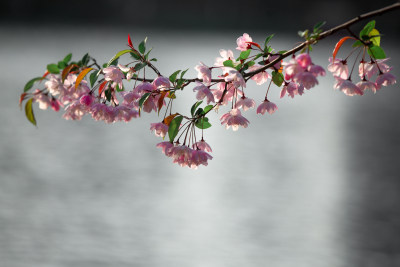 春天的花朵